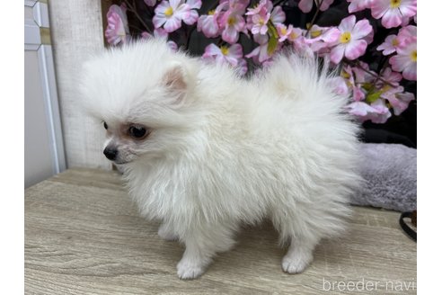 成約済の大阪府のポメラニアン-298918の4枚目